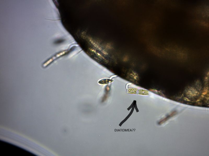 Parassitosi o simbiosi?