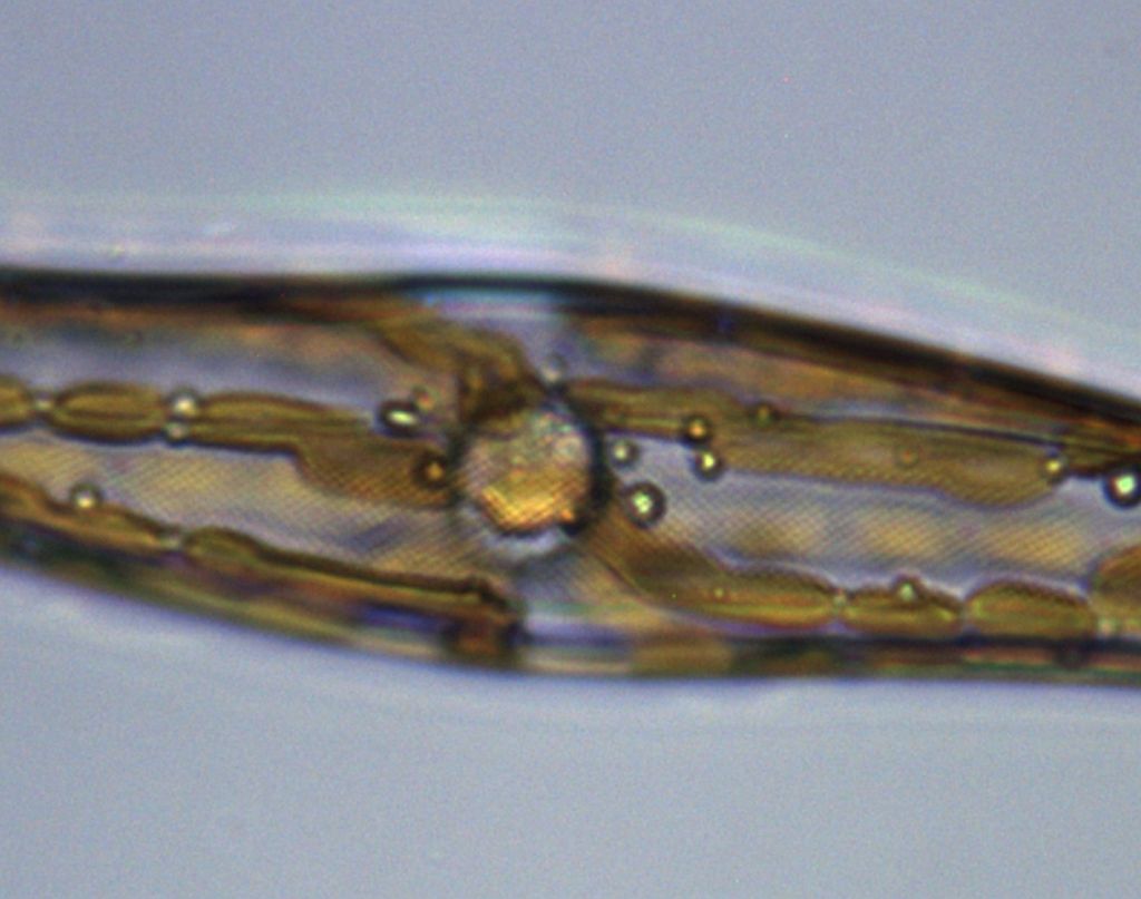 La mia Fata ha una coscia sola e pure pelosa