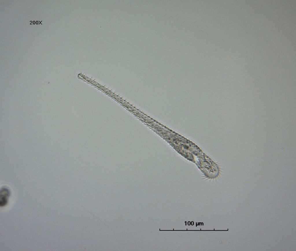 Epiclintes auricularis