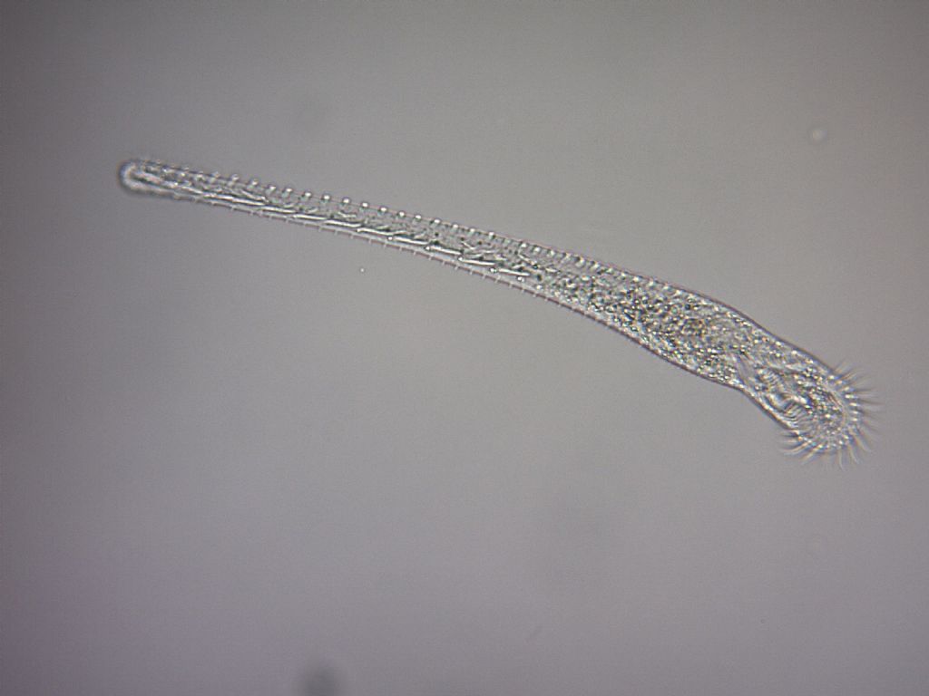 Epiclintes auricularis