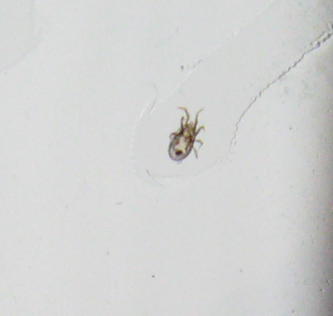 LARVE DI ZECCA O ACARI??  Acari !  Cfr. Dermanyssus gallinae (acaro dei polli)