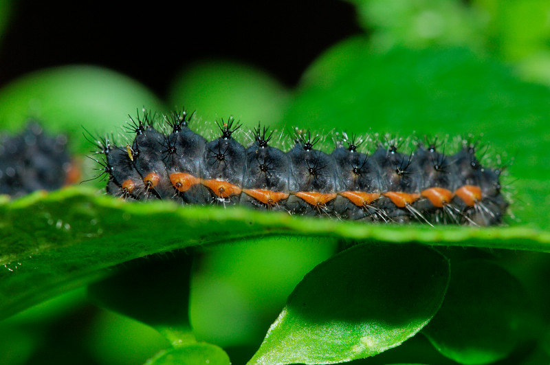 Ibrido S. pyri X S. pavoniella: Saturnia daubi (Standfuss, 1892)