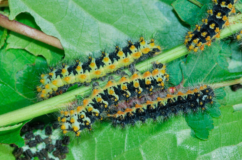 Ibrido S. pyri X S. pavoniella: Saturnia daubi (Standfuss, 1892)