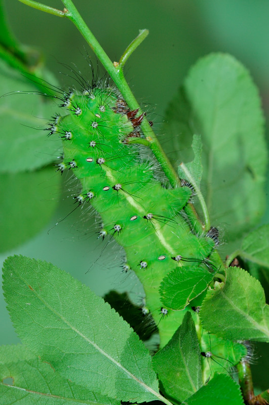 Ibrido S. pyri X S. pavoniella: Saturnia daubi (Standfuss, 1892)