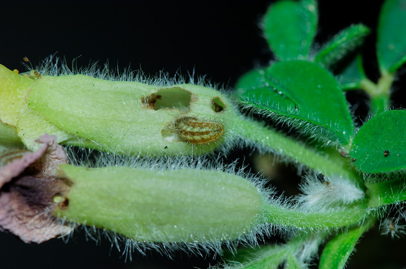 Lycaenidae: bruco da id...