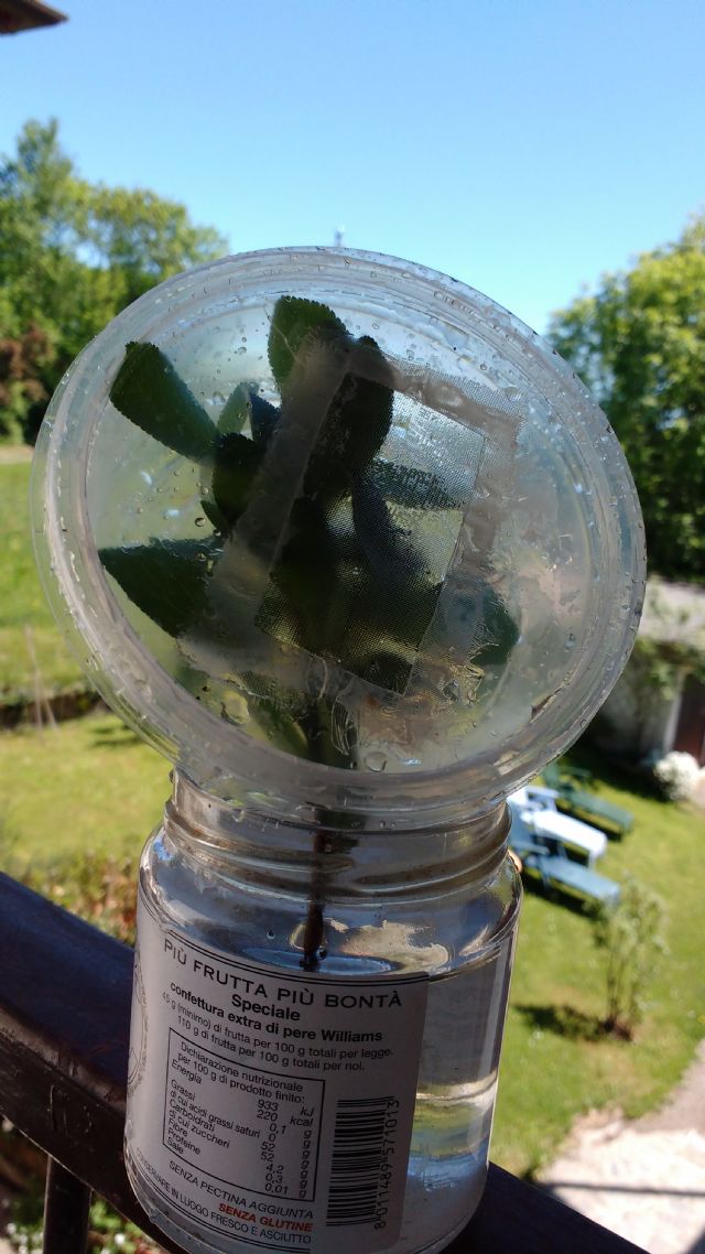 Sphingidae?   S�, Smerinthus ocellata