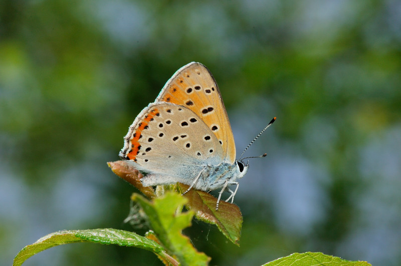 chi l''ha vista?? Lycaena alciphron