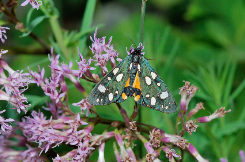 Callimorpha dominula - Erebidae Arctiinae