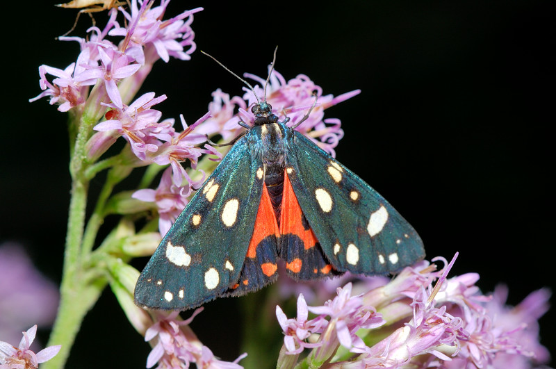 Callimorpha dominula - Erebidae Arctiinae