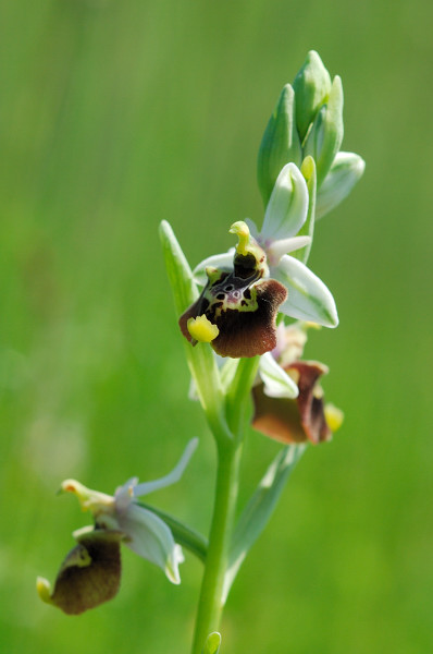 Ophrys appennina ??