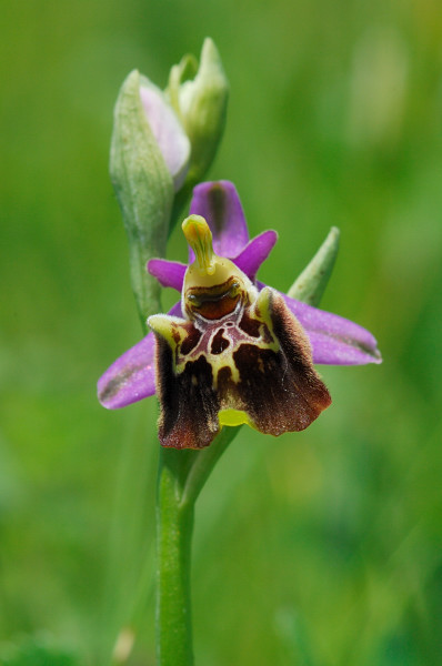 Ophrys appennina ??