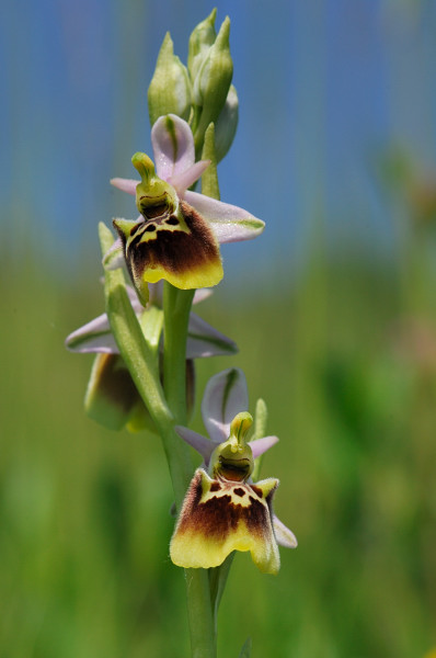 Ophrys appennina ??