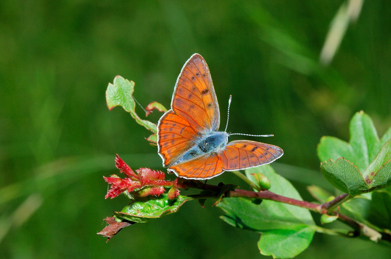 chi l''ha vista?? Lycaena alciphron