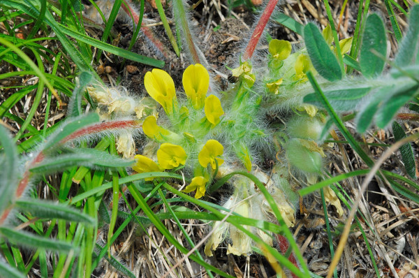Plebejus (Plebijides) pylaon  trappi /  Plebejus trappi