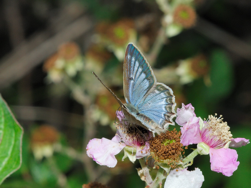 Polyommatus (Meleageria) daphnis