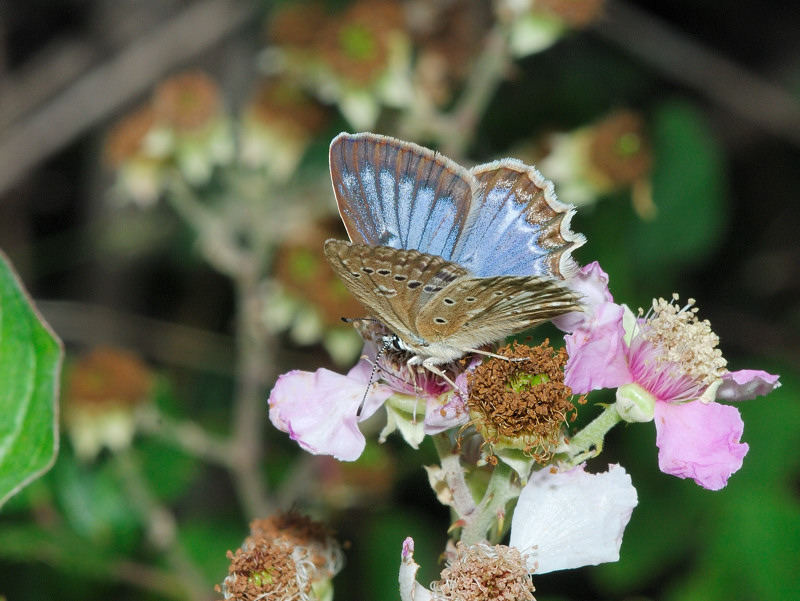 Polyommatus (Meleageria) daphnis