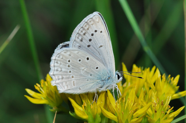 Polyommatus (Meleageria) daphnis