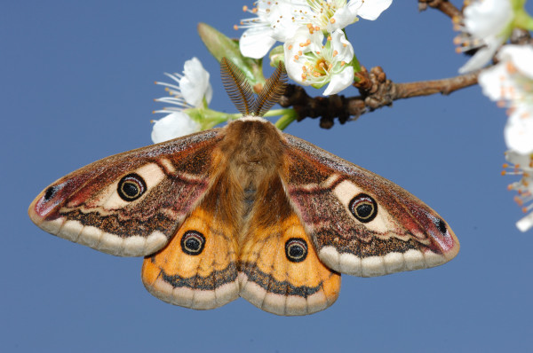 Saturnia pavoniella