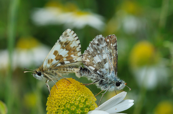 Pyrgus malvoides? - No, Pyrgus armoricanus