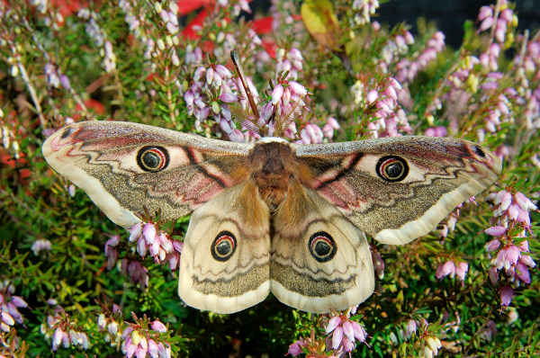 Ibrido S. pyri X S. pavoniella: Saturnia daubi (Standfuss, 1892)