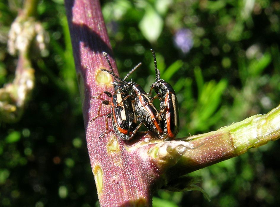 Crioceris macilenta e C. Paracenthesis con uova e larve