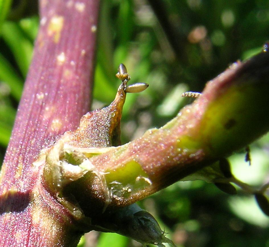 Crioceris macilenta e C. Paracenthesis con uova e larve