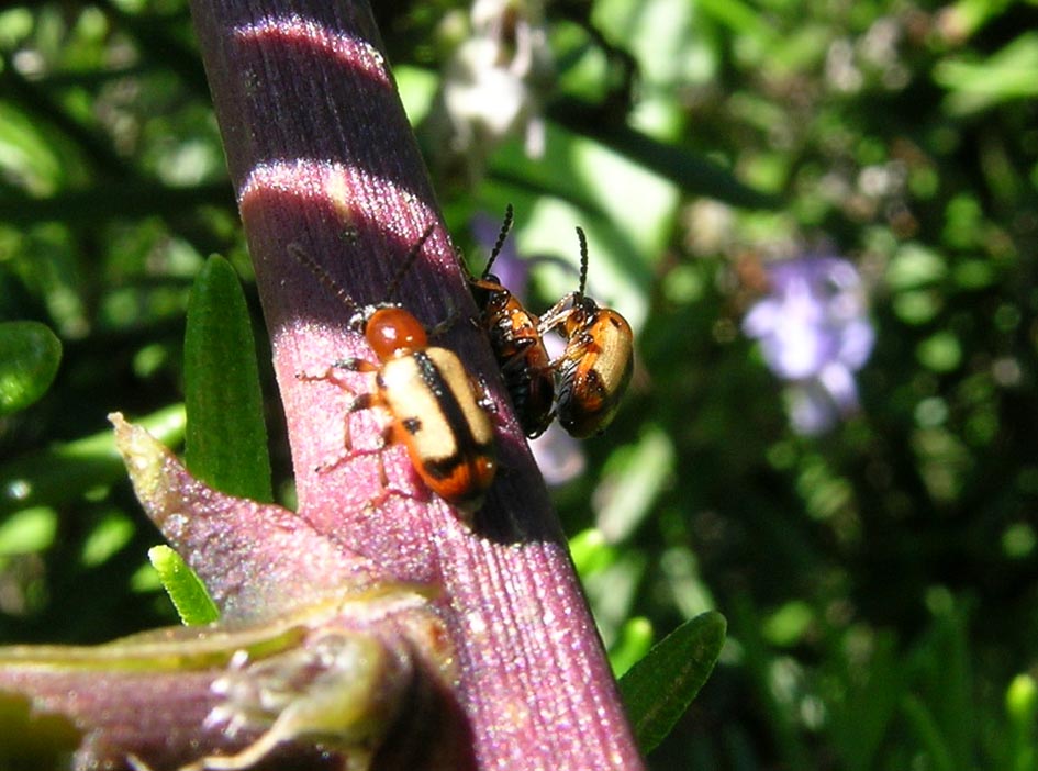 Crioceris macilenta e C. Paracenthesis con uova e larve