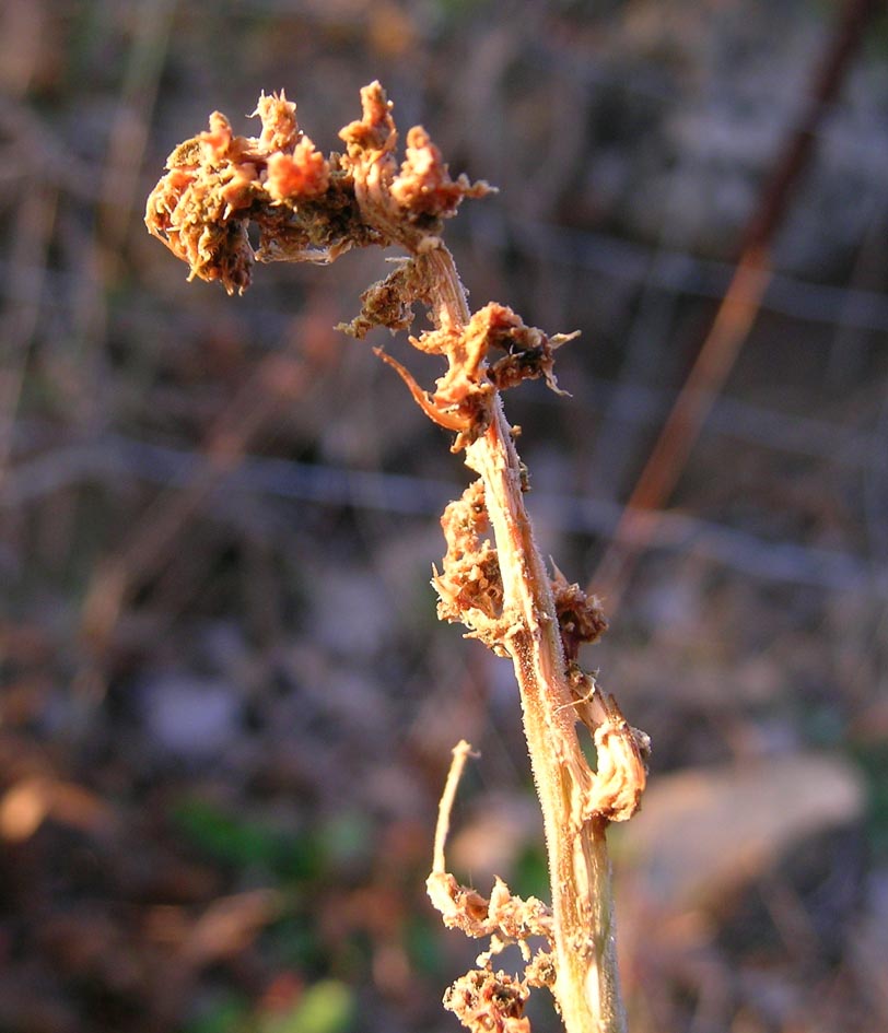 Crioceris macilenta e C. Paracenthesis con uova e larve