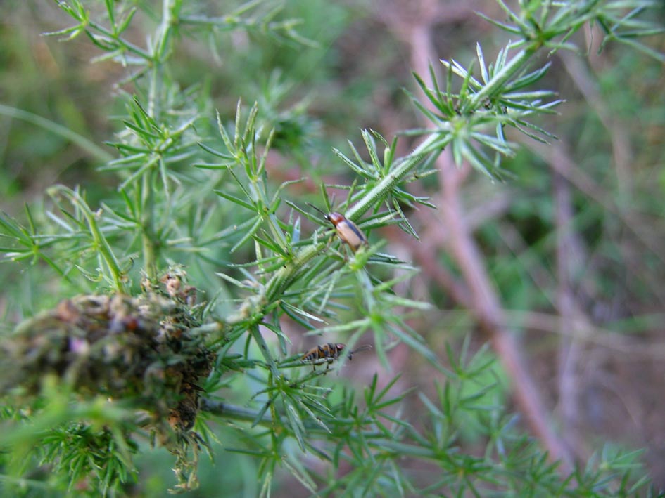 Crioceris macilenta e C. Paracenthesis con uova e larve