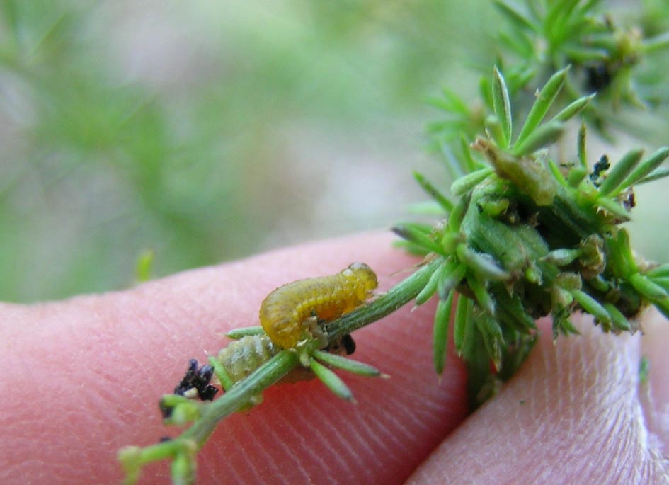 Crioceris macilenta e C. Paracenthesis con uova e larve