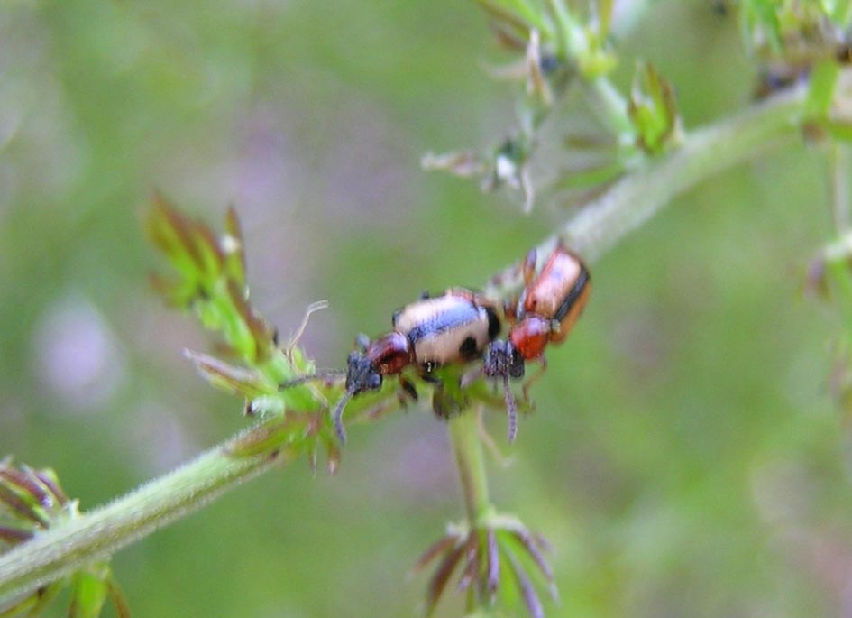 Crioceris macilenta e C. Paracenthesis con uova e larve