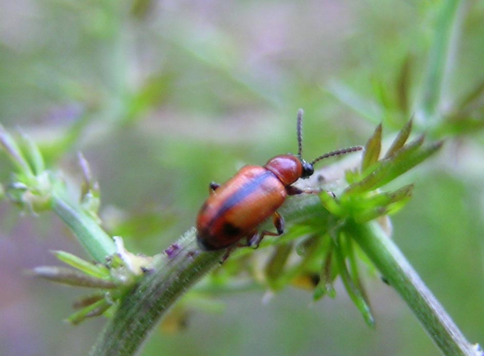 Crioceris macilenta e C. Paracenthesis con uova e larve