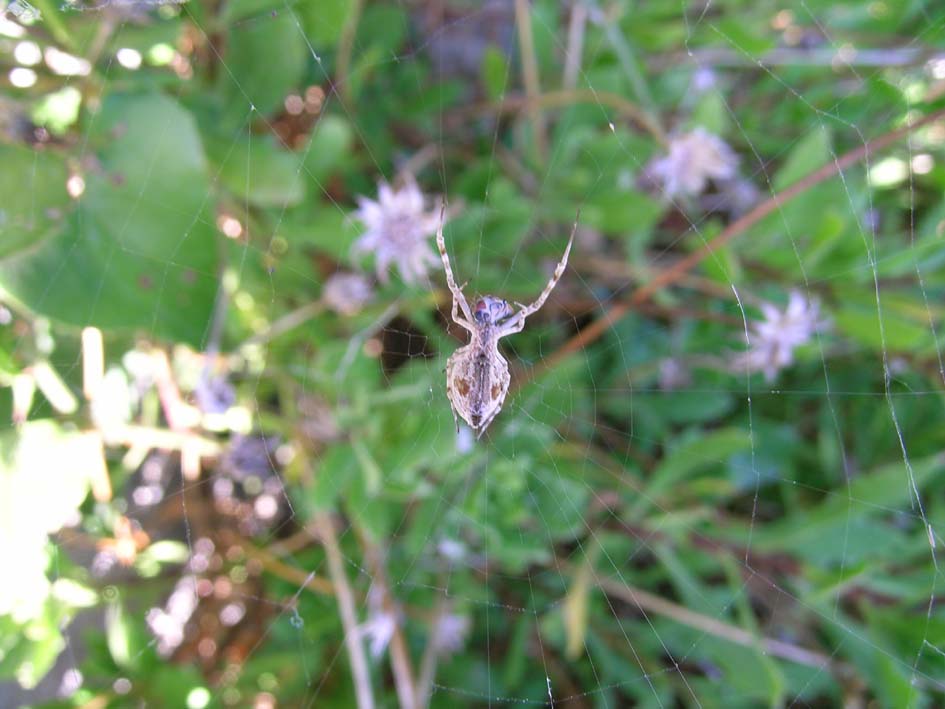 Uloborus walkenaerius