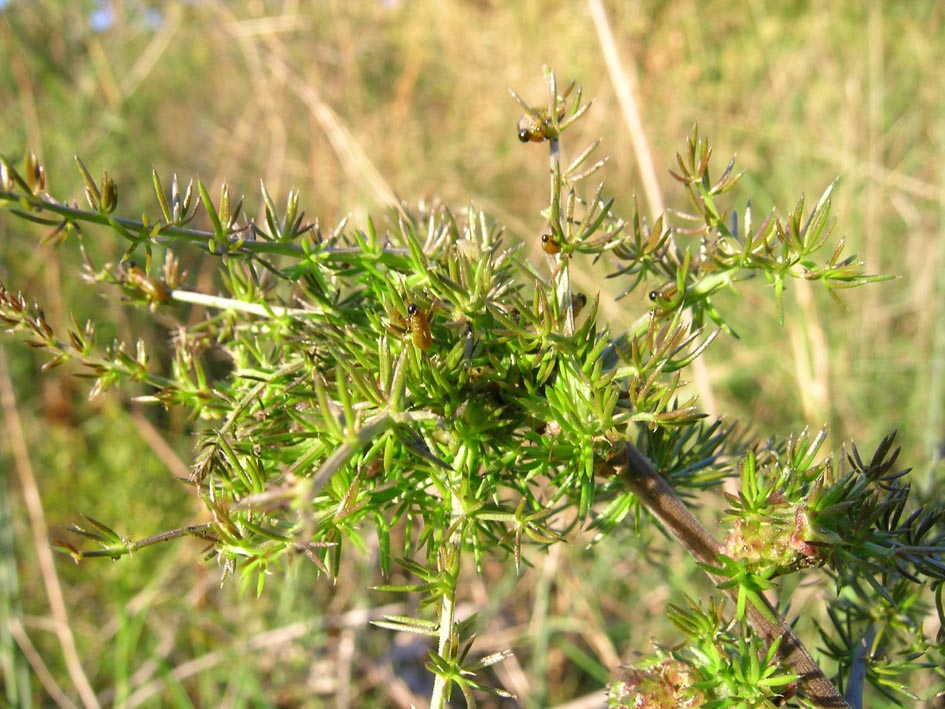 Crioceris macilenta e C. Paracenthesis con uova e larve