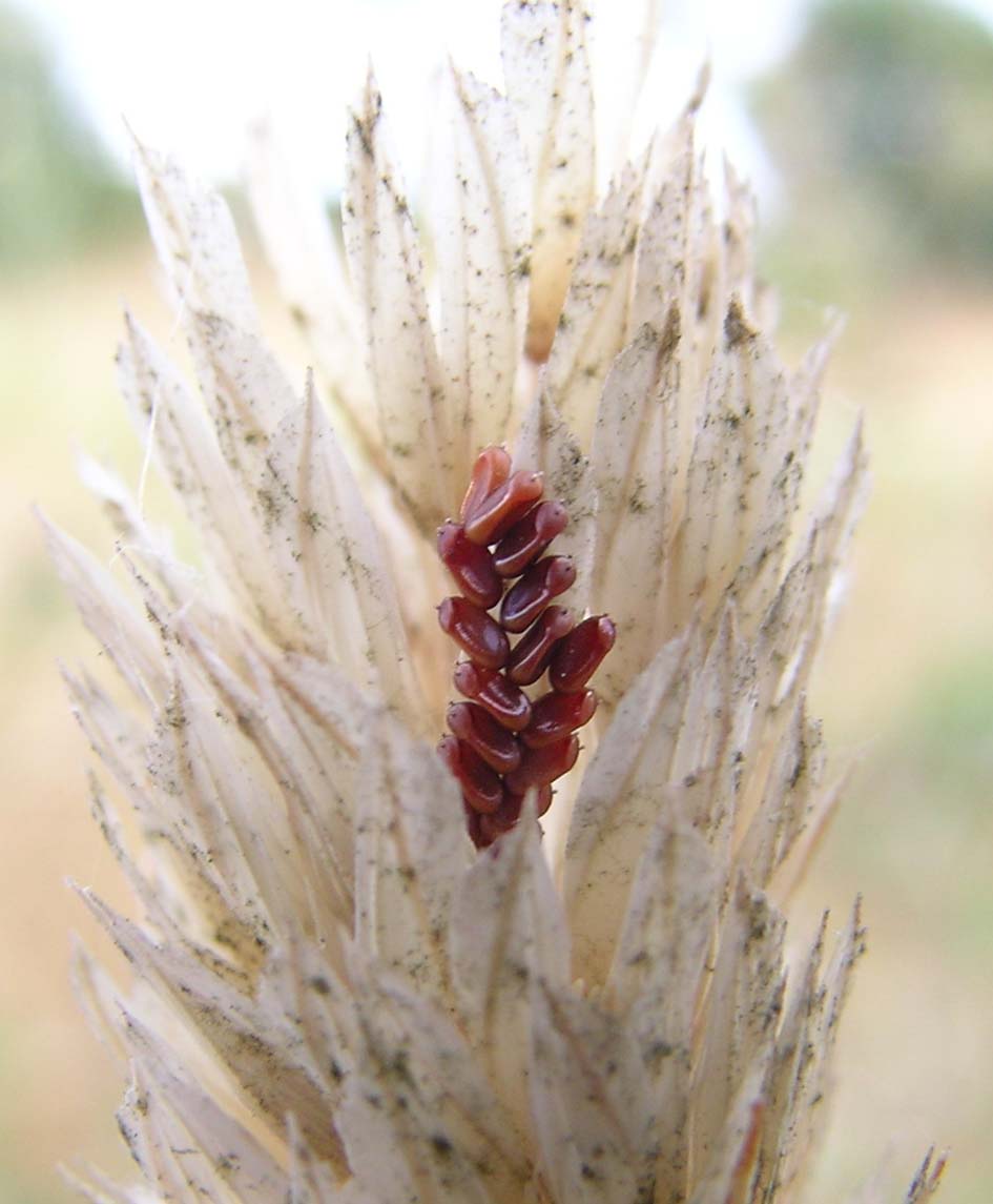 Semini rossi: uova di Rhopalidae (Heteroptera)