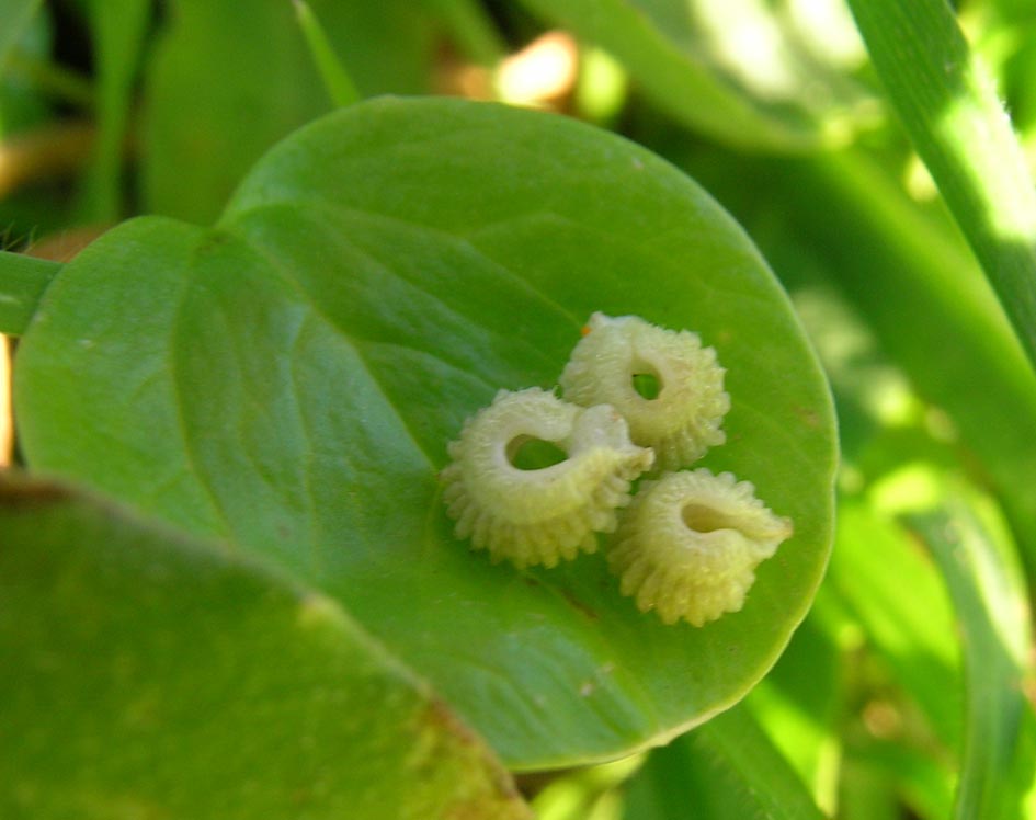 Tortellini o...frutti di Calendula arvensis