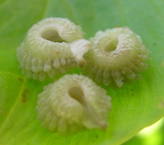 Tortellini o...frutti di Calendula arvensis
