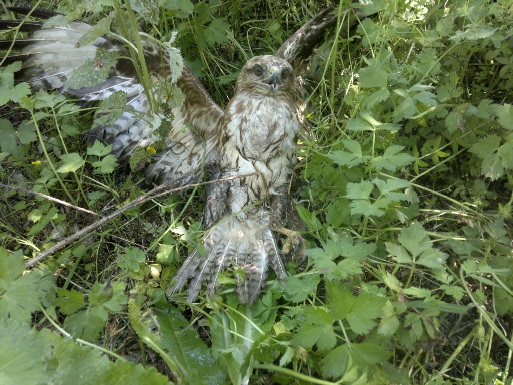 Che rapace e''?  Poiana (Buteo buteo)