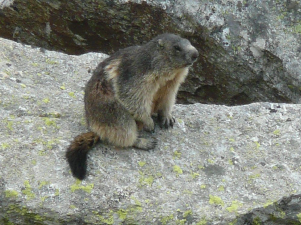 Marmotte, marmotte e ancora marmotte !!!