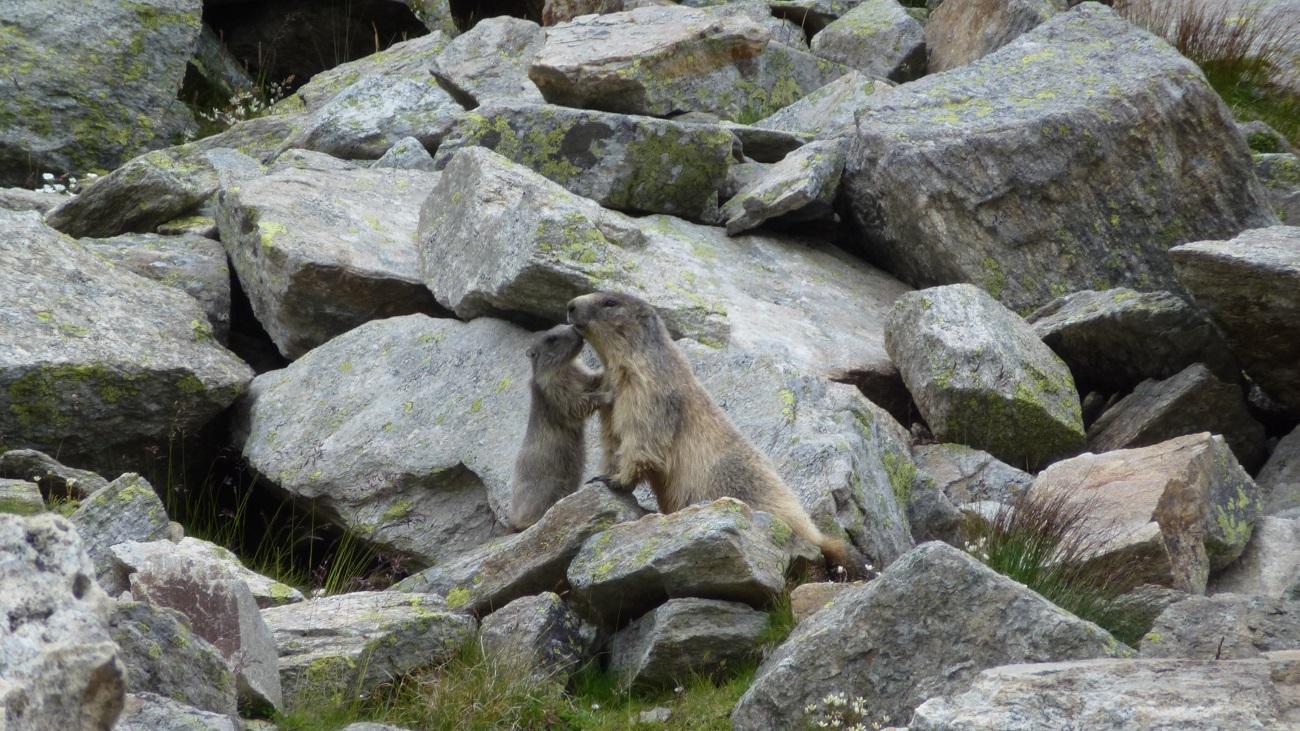 Marmotte, marmotte e ancora marmotte !!!