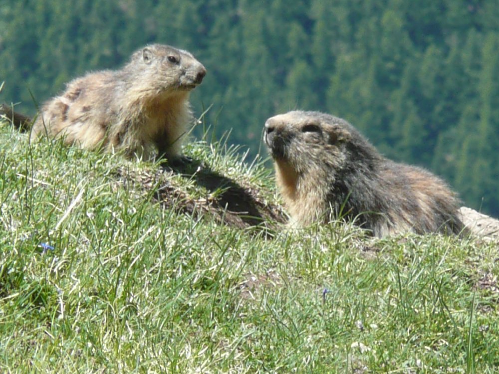 Marmotte, marmotte e ancora marmotte !!!