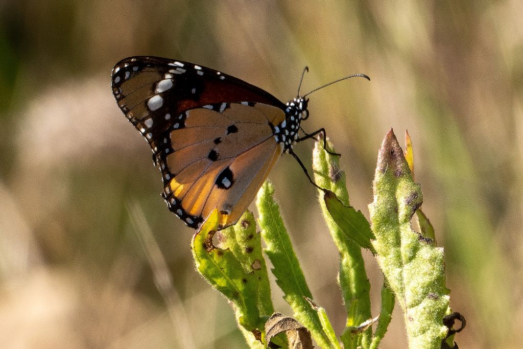Richiesta ID