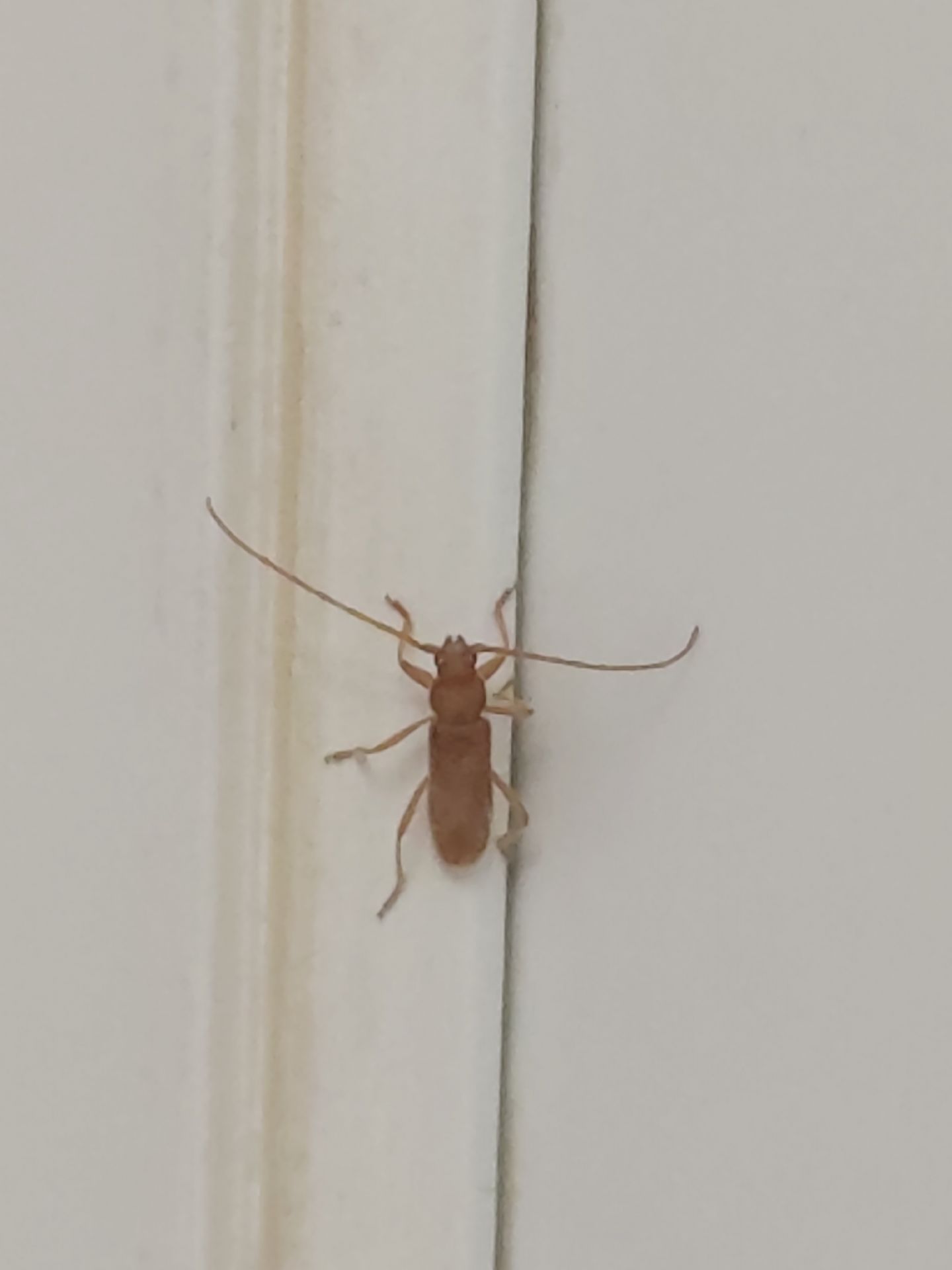 Cerambycidae mangia legno? Stromatium auratum (cf.)