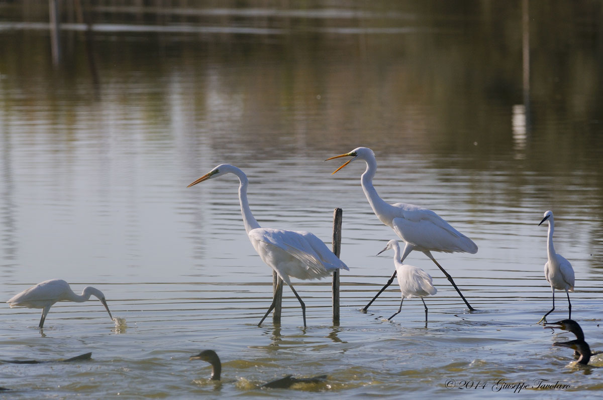 Chi prima arriva ....