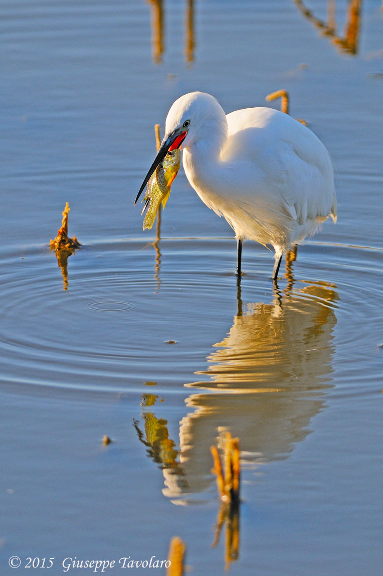 Garzetta (Egretta garzetta)