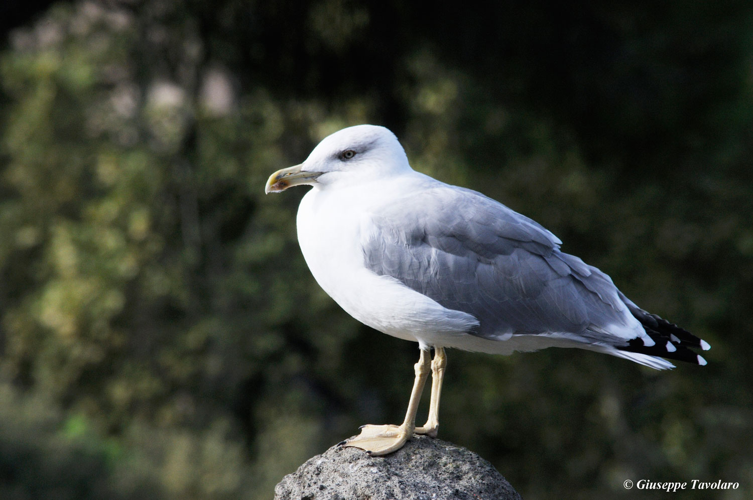 Gabbiano reale mediterraneo (Larus cachinnans).