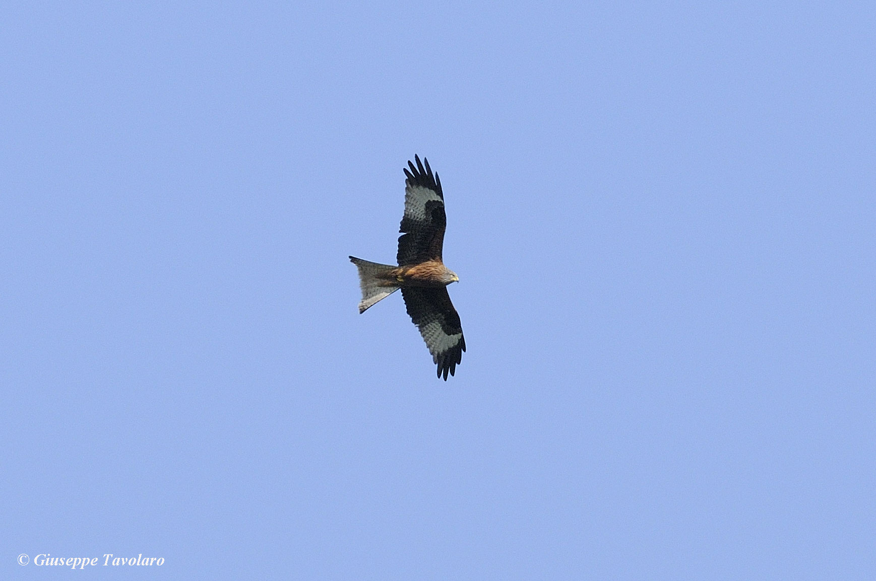 Rapace da identificare:   Falco di palude, maschio sub-adulto