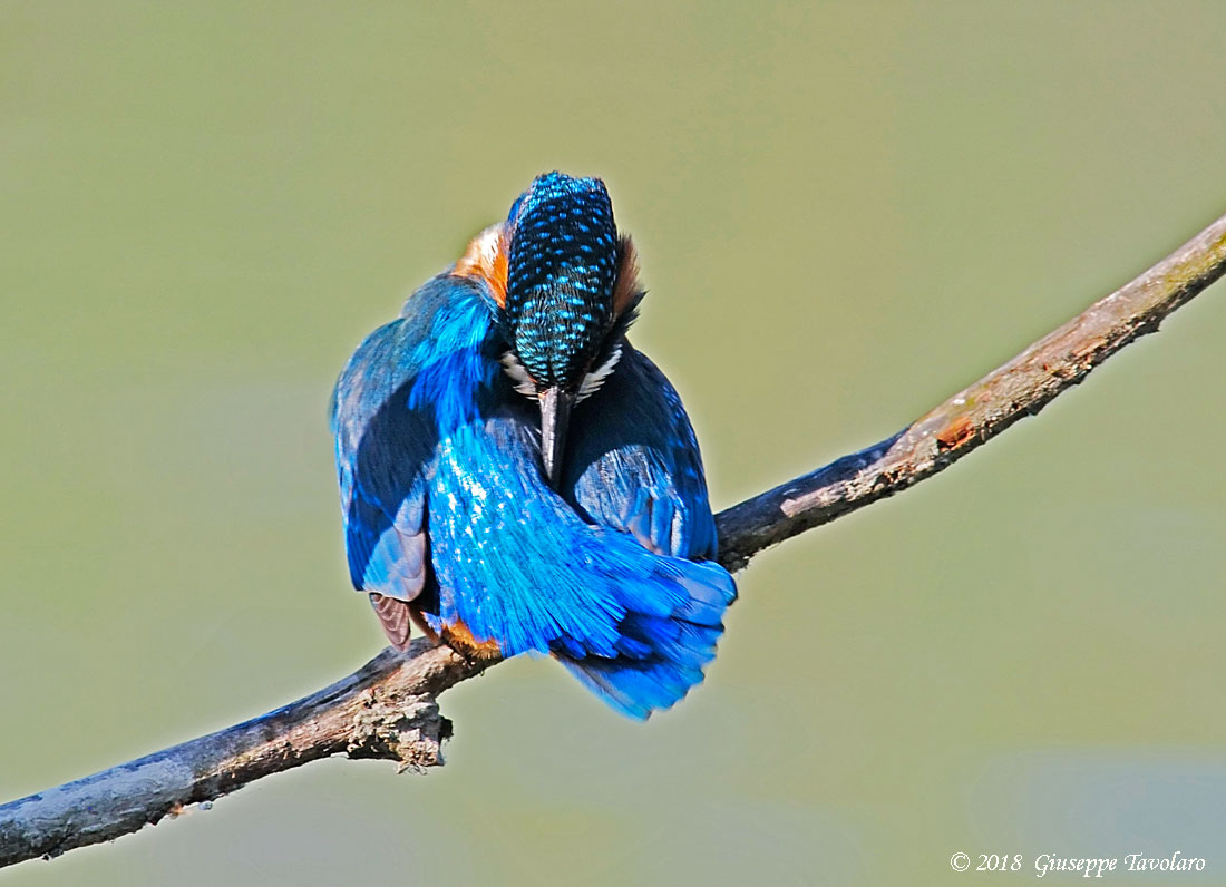 Martin pescatore (Alcedo atthis)