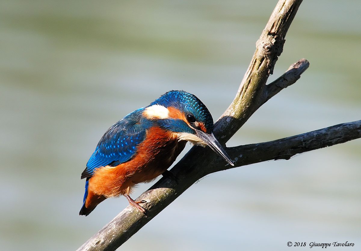 Martin pescatore (Alcedo atthis)