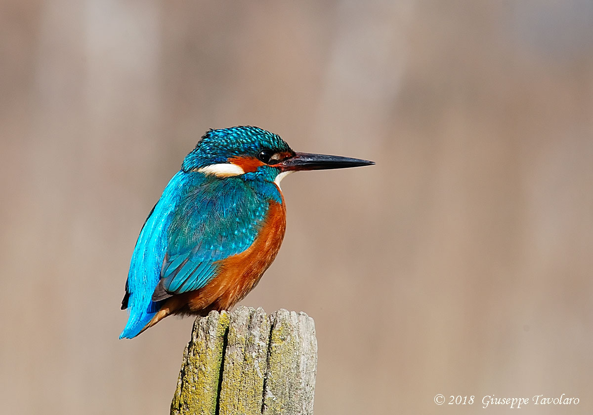 Martin pescatore (Alcedo atthis)